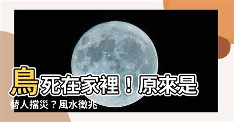 鳥死在家裡|【死鳥風水】家中出現死鳥？揭開死鳥風水背後的神秘面紗